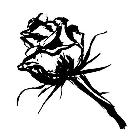 Rose in graphic stylized style, sketch with black ink - - Hand drawing vector illustrationのイラスト素材