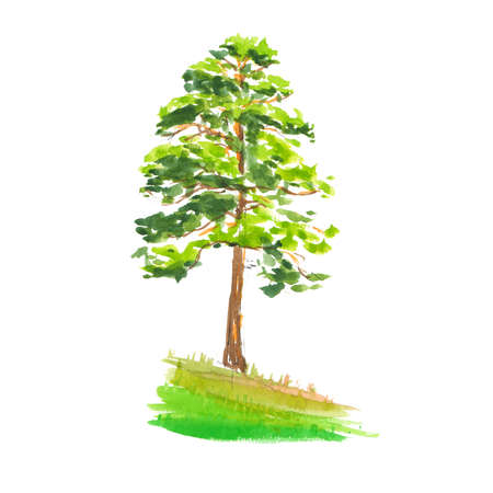 Pine on a steep bank isolate - quick watercolor illustration, spring fresh greens shadowの写真素材