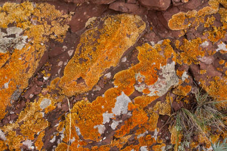 Photo texture of red stones with lichens and moss - backgroundの写真素材
