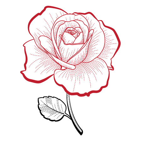 Illustration of a hand drawing rose for print and designのイラスト素材
