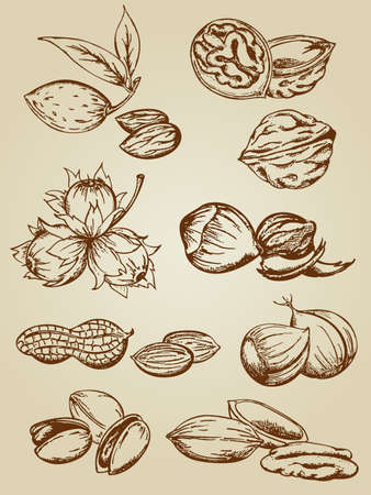 set of various nuts in retro styleのイラスト素材