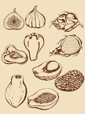 set of vintage hand drawn vector tropical fruitsのイラスト素材