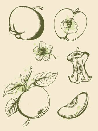 Vintage vector hand drawn ripe applesのイラスト素材