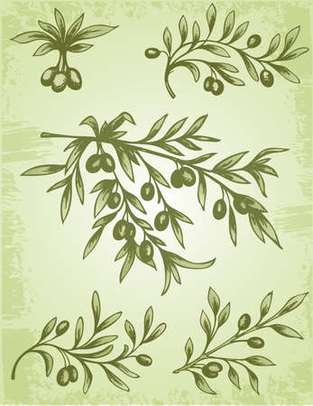 Vintage decorative element of olive branch のイラスト素材