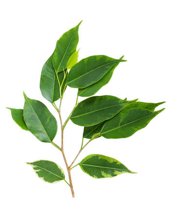 Branch with green leaves isolated on a white backgroundの写真素材