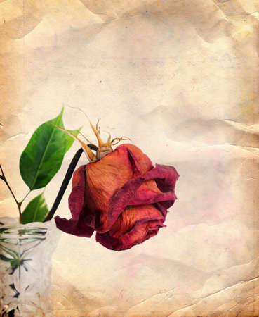 Vintage background with dried red rose in vase の写真素材