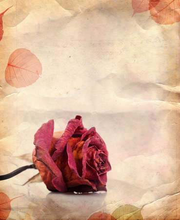 Vintage background with dried red rose and leavesの写真素材
