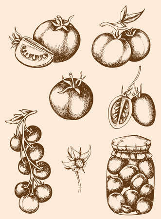 Set of vector vintage hand drawn tomatoesのイラスト素材