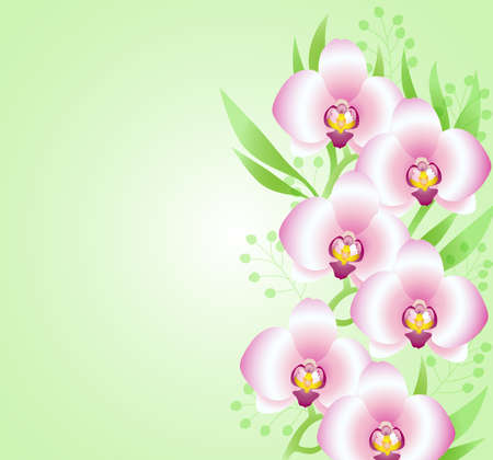 Green background with pink orchidsのイラスト素材