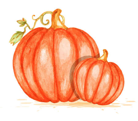 Watercolor vector orange pumpkins on a white backgroundのイラスト素材