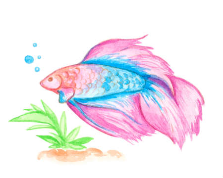 Hand drawn decorative watercolor pink aquarium fishの写真素材
