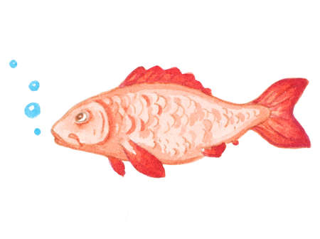 Hand drawn decorative watercolor red aquarium fishの写真素材