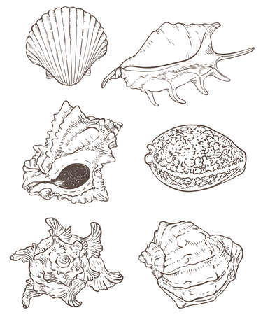 Set of vector hand drawn sea shellsのイラスト素材