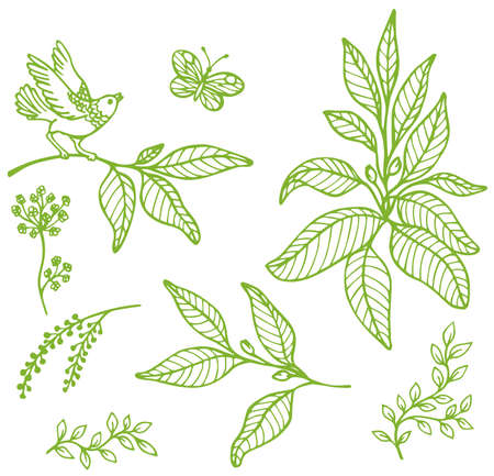 Set of vector hand drawn decorative floral elementsのイラスト素材