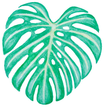 Vector watercolor green leaf for designのイラスト素材