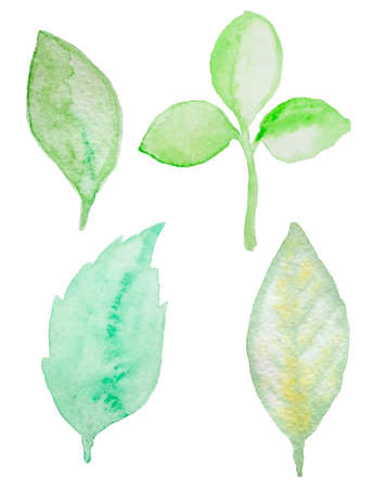 Set of vector watercolor green leaves for designのイラスト素材