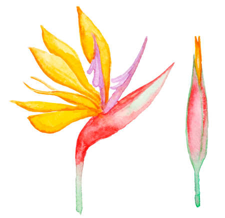 Watercolor yellow tropical flower, vector illustrationのイラスト素材