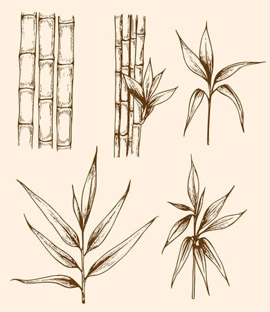 Set of hand drawn vintage bamboo branchesのイラスト素材