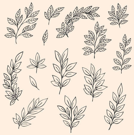 Set of hand drawn vector branches and leavesのイラスト素材