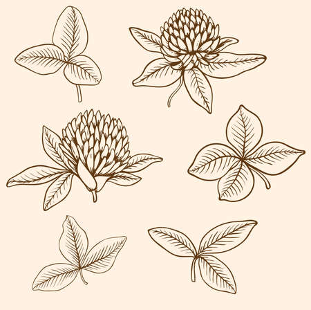 Hand drawn vector clover flowers and leavesのイラスト素材