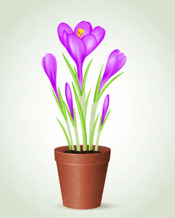 Vector violet crocus in flower potのイラスト素材