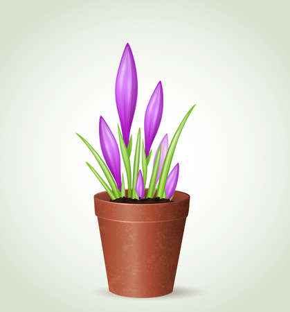 Vector violet crocuses in flower potのイラスト素材