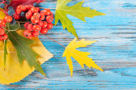 Blue autumn background with yellow and red leaves and rowan berries.の写真素材
