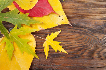 Abstract autumn background with green and red leaves