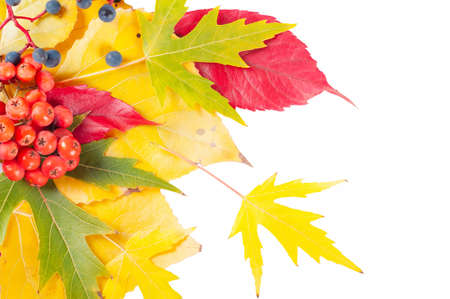 Autumn background with yellow and red leaves and rowan berry. Falling leaves on a white background.の写真素材