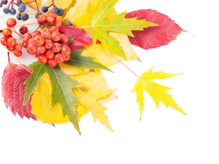 Autumn background with yellow and red leaves and rowan berry. Falling leaves on a white background.の写真素材