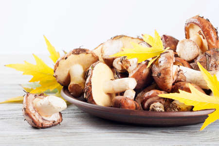 Edible wild mushrooms and yellow maple leaves in a clay plate on a wooden background.の写真素材