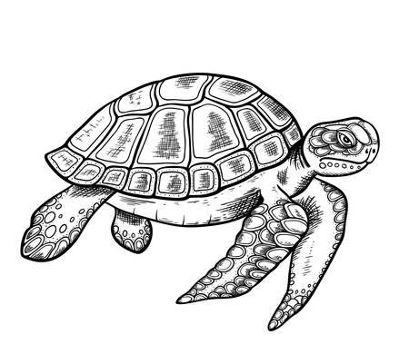 Vector hand drawn sea turtle on a white background.のイラスト素材