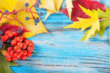 Autumn background with forest berries and yellow maple leaves on a blue wooden surface.の写真素材