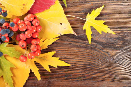 Autumn background with yellow leaves and red ripe berriesの写真素材