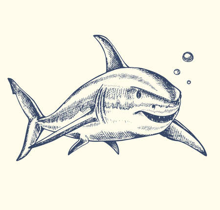 Hand drawn vector toothy shark swimming in the waterのイラスト素材