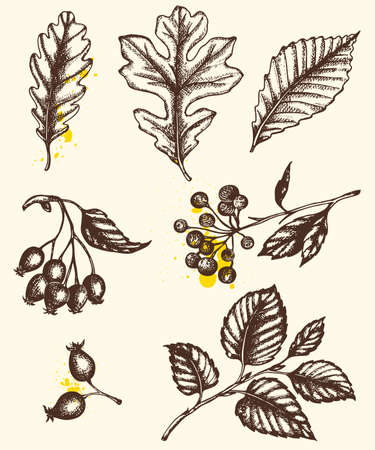 Set of vector hand drawn autumn leaves and plants inのイラスト素材