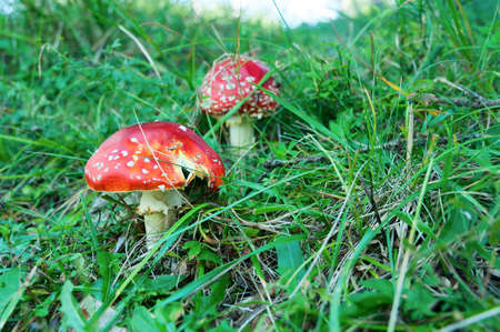 Amanita poisonous mushrooms in nature. Red mushrooms in green grass.の写真素材