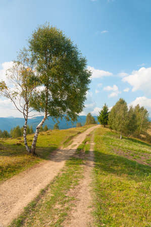 Lonely tree on a mountain road in the Carpathians. Natural landscapes of Ukraine.の写真素材