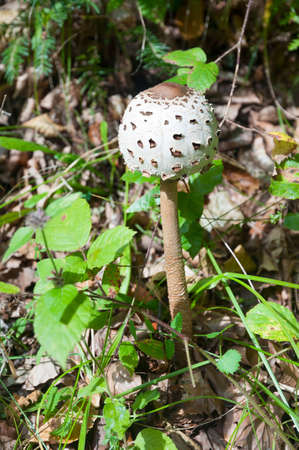 Closed umbrella mushroom in the grass. Edible forest mushroom.の写真素材