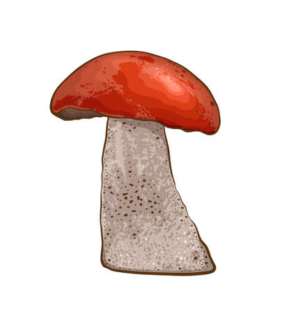 Edible wild mushroomのイラスト素材