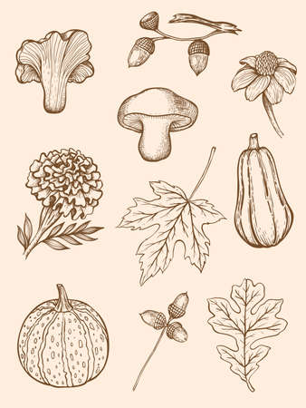 Set of hand drawn decorative autumn design elements in vintage style.のイラスト素材