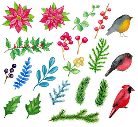 Set of hand drawn watercolor Christmas design elements on a white background. Birds and plants.の写真素材