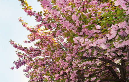 Beautiful sakura cherry blossom in spring time on a blue sky background. Tree with pink flowers.の写真素材
