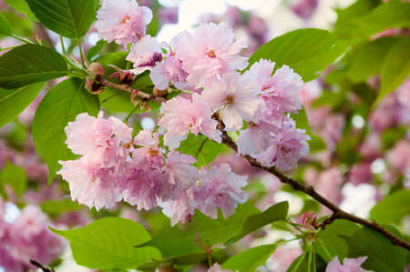 Beautiful japanese sakura blossom in spring time. Nature background with pink cherry flowers and green leavesの写真素材