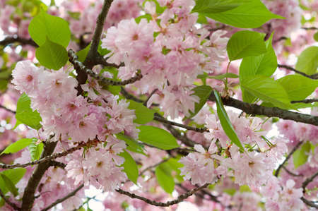 Japanese sakura tree blossom in spring time. Nature background with pink cherry flowers and green leavesの写真素材