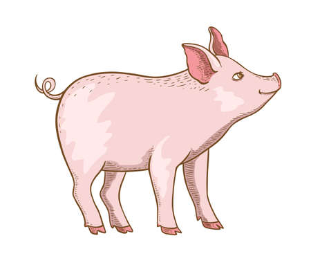 Cute pink little pig on a white background. Hand drawn vector illustrationのイラスト素材