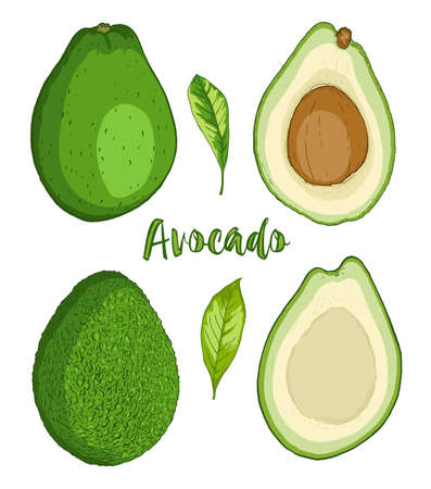 Ripe avocado fruit on a white background.  Hand drawn vector illustrationのイラスト素材