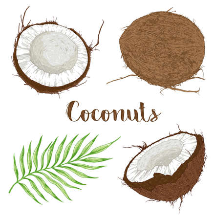 Set of hand drawn coconuts and palm leaf on a white background. Vector illustrationのイラスト素材