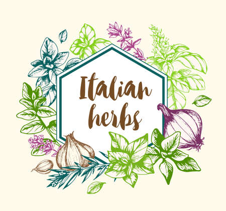 Vintage vector hand drawn background with Italian spices and herbs.のイラスト素材