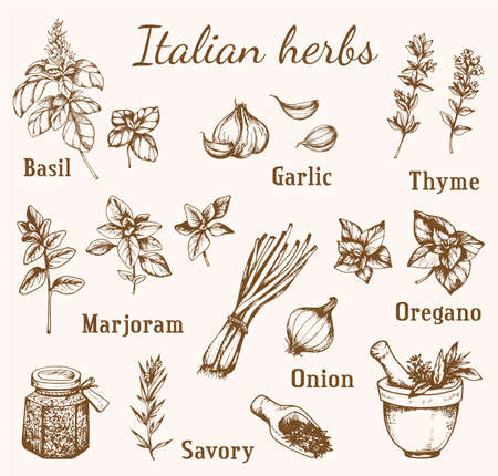 Set of vintage vector hand drawn Italian spices and herbs.のイラスト素材
